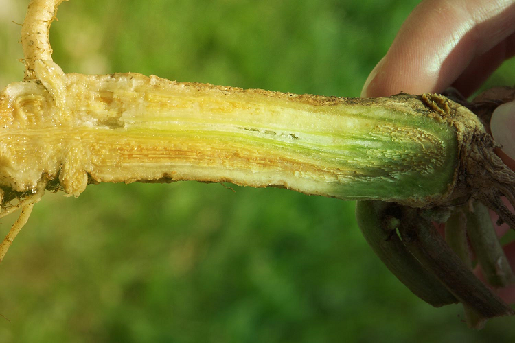 fusarium 