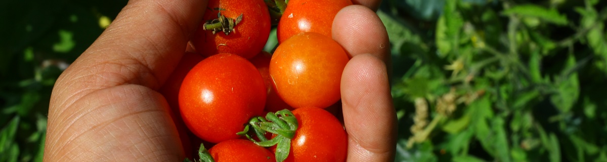 horta8