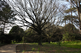 Fotografia do Jardim Botnico / Photo of Botanical Gardens