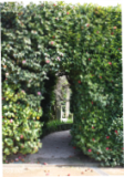 Fotografia de um Pormenor da vegetao do Jardim Botnico / Photo of a detail of the vegetation of the Botanic Garden