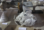 Fotografia de Pea da coleo de  Paleontologia, trio sul, 3 piso do edifcio da Reitoria / Photo of a Item of the Palaeontology collection, on the South Atrium, 3rd floor of the Rectory building